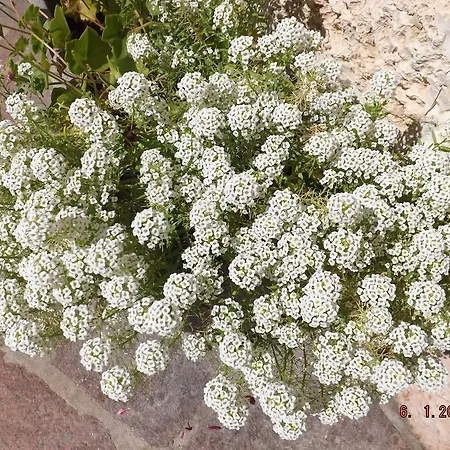 Penzion Cerbiatto Agordo